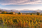 Herbstzeit in Franciacorta, Provinz Brescia, Bezirk Lombardei, Italien, Europa.