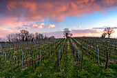 Spring season in Franciacorta, Brescia province, Lombardy district in Italy, Europe.