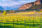 Spring season in Franciacorta, Brescia province, Lombardy district in Italy, Europe.