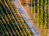 Luftaufnahme von Franciacorta in der Herbstzeit, Lombardei, Italien, Europa.