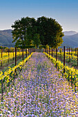 Frühling in Franciacorta, Provinz Brescia in der Lombardei, Italien, Europa.