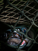 A conger eel (Conger Conger) peers out from the net of a lobster pot.