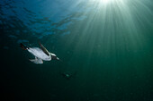 Seabird Guillemot (Uria Aalge) diving underwater at St Abbs, Scotland with blue skies and sunlight above.