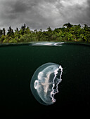 Mondqualle (Aurelia Aurita) mit Spiegelung auf der Wasserlinie und einem Hintergrund aus Bäumen und bewölktem Himmel. Loch Sween, Schottland.