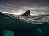 A split shot of the basking shark (cetorhinus maximus) with dorsal fin protruding from the water with moody clouds in the background.
