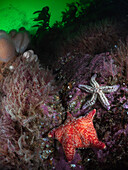 Red Cushion Star (Poronia Pulvillus) and Spiny Starfish (Marthasterias Glastialis) on a rocky reef in Kinlochbervie, Scotland. The green phyotplankton rich water highlights a silhouette of kelp.