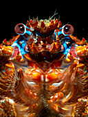 A study of the face of the Spiny Squad Lobster (Galathea Strigosa) showing the eyes, mandibles and mouth. Loch Fyne, Scotland.