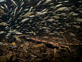 Three spined sticklebacks schooling underwater. At the bottom of the river are twigs, rocks, leaves and rocks.