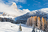 Cimon della Pala with a group of larches after a snowfall. Passo Rolle, Trentino, Italy, Europe.