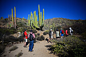 Visitors looking at large Mexican giant cardon cactus (Pachycereus pringlei) on Isla Santa Catalina, Baja California Sur, Mexico.