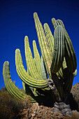 Ein großer mexikanischer Riesenkardonkaktus (Pachycereus pringlei) auf der Isla Santa Catalina, Baja California Sur, Mexiko.