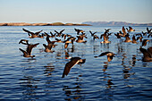 Flock of Heermann's Gulls (Larus heermanni) in the middle Gulf of California (Sea of Cortez), Mexico