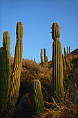 Mexican giant cardon cactus (Pachycereus pringlei) on Isla San Esteban, Baja California, Mexico.