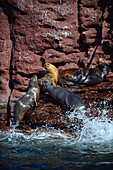 California sea lions (Zalophus californianus) in Baja California Sur, Mexico.
