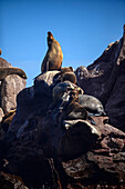 Kalifornische Seelöwen (Zalophus californianus) in Baja California Sur, Mexiko.