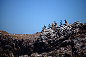 Blue-footed Boobies (Sula nebouxii) in Sea of Cortez, Baja California Sur, Mexico