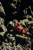 Sally Lightfoot crabs (Grapsus grapsus) in Sea of Cortez, Baja California Sur, Mexico