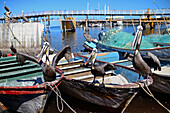 Pelikane auf Fischerbooten, Santa Rosalia, Baja California Sur, Mexiko