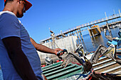 Mann füttert Pelikane in Santa Rosalia, Baja California Sur, Mexiko