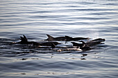 Bottlenose dolphins, Tursiops truncatus, Gulf of California (Sea of Cortez), Baja California, Mexico