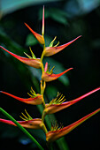 Heliconia-Pflanze im Manuel-Antonio-Nationalpark in Costa Rica
