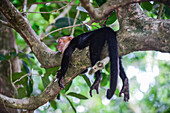 Weißgesicht-Kapuziner im Manuel-Antonio-Nationalpark in Panama, Costa Rica
