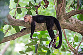 Panamanian White-faced Capuchin laying relaxed on tree branch in Manuel Antonio National Park, Costa Rica