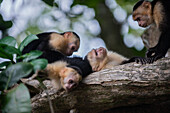 Gruppe panamaischer Weißgesichtskapuziner bei der Körperpflege auf einem Baum im Manuel-Antonio-Nationalpark, Costa Rica