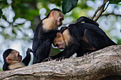 Group of Panamanian White-faced Capuchins social grooming on tree in Manuel Antonio National Park, Costa Rica