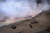 Echinus acidic geyser in Yellowstone National Park, USA