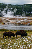Amerikanischer Wisent (Bison bison) im Yellowstone-Nationalpark, USA