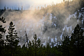 Fumarolen zwischen den Bäumen im Yellowstone-Nationalpark, USA