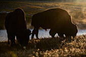 Amerikanische Bisons (Bison bison) im Yellowstone-Nationalpark, USA