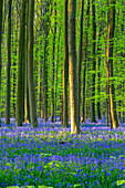 The Hallerbos forest, known for its carpet of Bluebells (Hyacinthoides non-scripta) on the forest floor in springtime, Belgium, Flemish Brabant, Hallerbos
