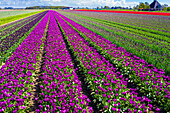 Tulpenfelder in Schagen bei Alkmaar und Den Helder, Nordholland, Niederlande