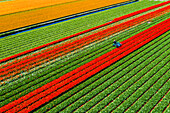 Tulip fields in Schagen near Alkmaar and Den Helder, North Holland, Netherlands