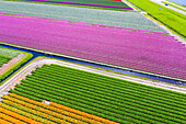 Tulip fields in Schagen near Alkmaar and Den Helder, North Holland, Netherlands