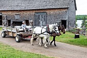 Period horse harnessing for farm work and transport, kings landing, historic anglophone village, prince william parish, fredericton, new brunswick, canada, north america