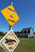 Lustige Schilder, die vor Hummern und Mücken warnen, miscou island, new brunswick, kanada, nordamerika