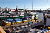 Boats at the quay of the fishing port, caraquet, new brunswick, canada, north america