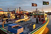 Fischerboot mit einer Flagge mit einem Piraten und einem Cannabisblatt, Fischereihafen bei Sonnenuntergang, caraquet, new brunswick, kanada, nordamerika