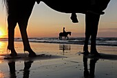 Training der Rennpferde am Strand von Cabourg, Côte Fleurie, Calvados, Normandie, Frankreich