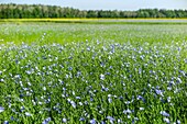 Blühendes Flachsfeld in Blautönen, rugles, eure, normandie, frankreich