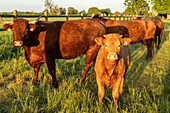 Herde von Salers Kühe, Rugles, Normandie, Frankreich