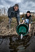 Releasing of the trout by the fishing association of breteuil-sur-iton, cintray, iton river valley, eure, normandy, france