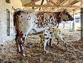 Normandie-Kuh mit ihrem neugeborenen Kalb im Stall des Bauern, saint-lo, manche, normandie, frankreich