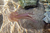 Pelagic jellyfish or mauve stinger which causes acute pain on the skin, cap esterel, saint-raphael, var, france