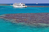Tauchen in den Korallenriffen des Roten Meeres, Hurghada, Ägypten, Afrika