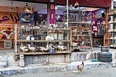 Hens and chickens, stand selling poultry in the street across from the el dahar market, popular quarter in the old city, hurghada, egypt, africa