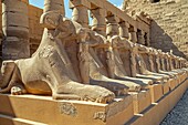 Dromos, Allee der Sphinxen mit Ziegenköpfen, die zum Eingang des Karnak-Tempels führt, antike ägyptische Stätte aus der 13. Dynastie, unesco-welterbe, luxor, ägypten, afrika
